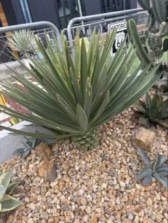 2026年最新】グロリオサ 散り斑の人気アイテム - メルカリ