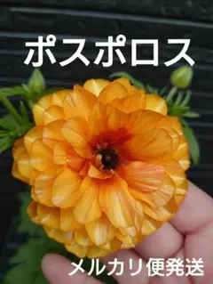 2026年最新】ラナンキュラス ポスポロスの人気アイテム - メルカリ