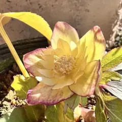 2026年最新】蜃気楼 クリスマスローズの人気アイテム - メルカリ