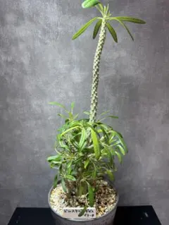 2026年最新】ドルステニア ブラータの人気アイテム - メルカリ