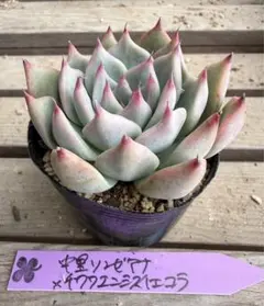 2026年最新】リンゼアナ 中里の人気アイテム - メルカリ