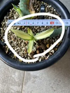 2026年最新】アガベアウェイクニングエンジェルの人気アイテム - メルカリ