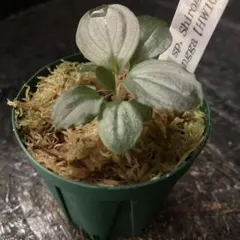 2026年最新】ホマロメナ Homalomenaの人気アイテム - メルカリ