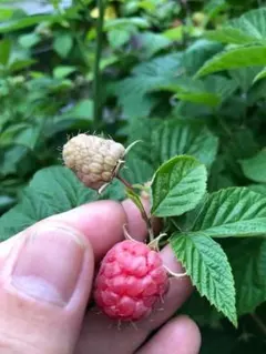 2026年最新】ラズベリー トゥラミーンの人気アイテム - メルカリ