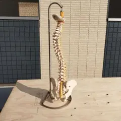 2026年最新】骨格模型 ドイツ製の人気アイテム - メルカリ