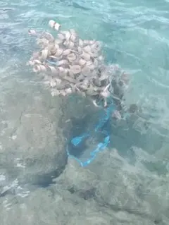 2026年最新】ラウハラ ロールの人気アイテム - メルカリ