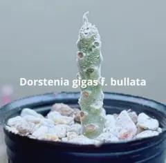 2026年最新】ギガス ブラータの人気アイテム - メルカリ