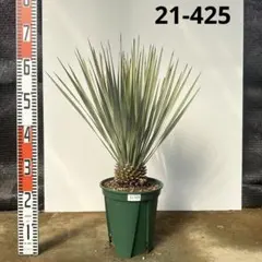 2026年最新】ロストラータ ブルーの人気アイテム - メルカリ