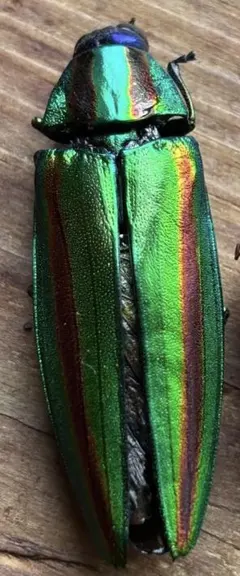 2026年最新】コガネムシ 標本の人気アイテム - メルカリ