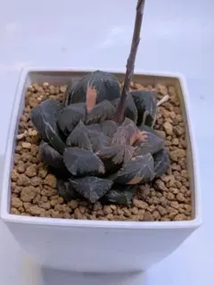 2026年最新】赤い鳥 ハオルチアの人気アイテム - メルカリ