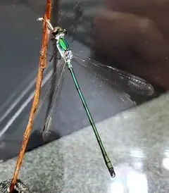 2026年最新】トンボ 標本 イトトンボの人気アイテム - メルカリ