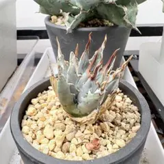 2026年最新】エボリスピナ 陽炎の人気アイテム - メルカリ