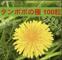 2026年最新】たんぽぽの人気アイテム - メルカリ