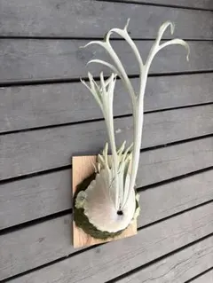 2026年最新】ベイチーワイルドの人気アイテム - メルカリ