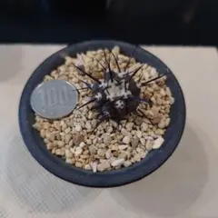 2026年最新】黒王丸 カキコの人気アイテム - メルカリ