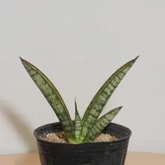 2026年最新】サンセベリア ピングイキュラの人気アイテム - メルカリ