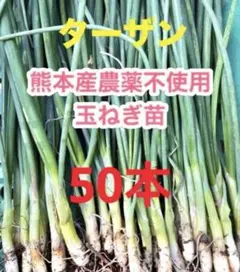 2026年最新】タマネギ苗の人気アイテム - メルカリ