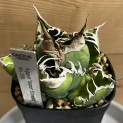 2026年最新】チタノタ悪魔くんの人気アイテム - メルカリ