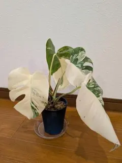 2026年最新】ホワイトタイガー モンステラの人気アイテム - メルカリ