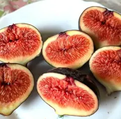 2026年最新】いちぢく穂木の人気アイテム - メルカリ