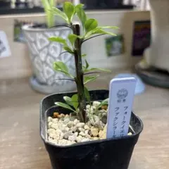 2026年最新】ファシクラータの人気アイテム - メルカリ