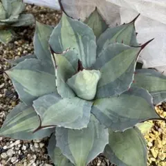 2026年最新】アガベ パリー 吉祥天錦の人気アイテム - メルカリ