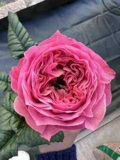 2026年最新】希少バラ苗の人気アイテム - メルカリ