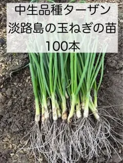 2026年最新】玉ねぎ苗 ターザンの人気アイテム - メルカリ