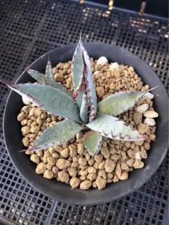 2026年最新】アガベ 鉢の人気アイテム - メルカリ