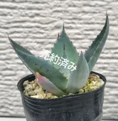 2026年最新】アガベトランカータの人気アイテム - メルカリ