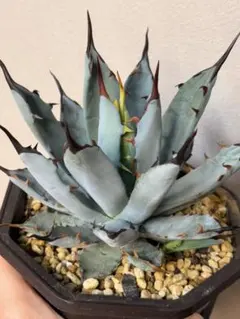 2026年最新】アガベ ハイブリットの人気アイテム - メルカリ