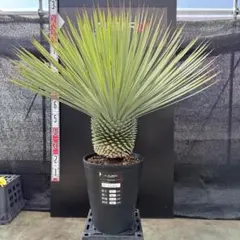 2026年最新】ロストラータ ブルーの人気アイテム - メルカリ