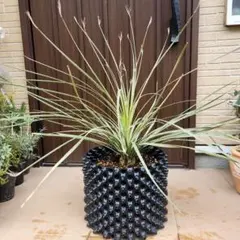 2026年最新】ドライガーデンの人気アイテム - メルカリ