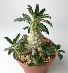 2026年最新】ドルステニア ラブラニーの人気アイテム - メルカリ