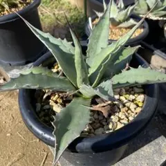 2026年最新】アガベモンタナの人気アイテム - メルカリ