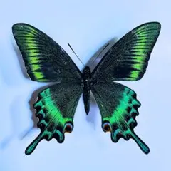 2026年最新】ミヤマカラスアゲハの人気アイテム - メルカリ