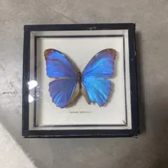 2026年最新】蝶 標本 モルフォの人気アイテム - メルカリ