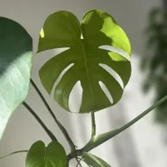 2026年最新】モンステラ 福助の人気アイテム - メルカリ