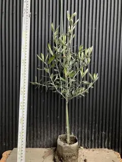 2026年最新】オリーブカラマタの人気アイテム - メルカリ