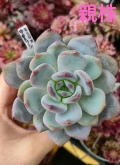 2026年最新】リンゼアナ 中里の人気アイテム - メルカリ