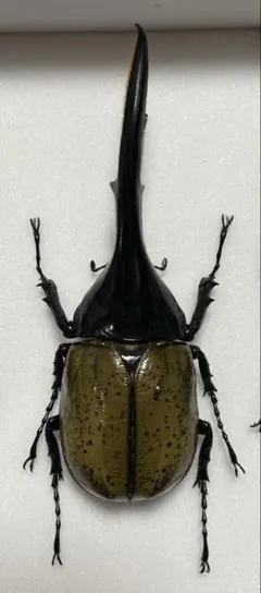 2026年最新】ヘラクレスオオカブト 標本の人気アイテム - メルカリ