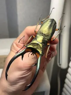 ハワイハネナシクワガタ Apterocyclus 標本 昆虫標本 - メルカリ