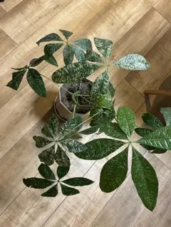 2026年最新】パキラ ミルキーウェイの人気アイテム - メルカリ