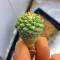 2026年最新】菊水 サボテンの人気アイテム - メルカリ