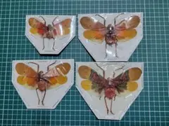 2026年最新】昆虫 標本 販売の人気アイテム - メルカリ