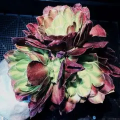 2026年最新】アエオニウム v錦の人気アイテム - メルカリ