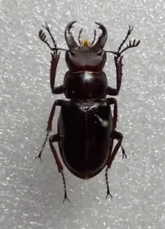 2026年最新】ミクラ 標本の人気アイテム - メルカリ