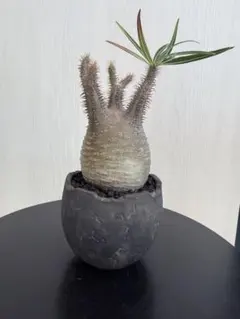 2026年最新】パキポディウムグラキリス 現地球の人気アイテム - メルカリ