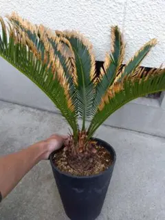 2026年最新】金環ソテツの人気アイテム - メルカリ