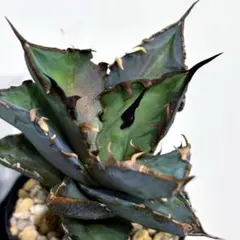 2026年最新】ロウルサンコの人気アイテム - メルカリ